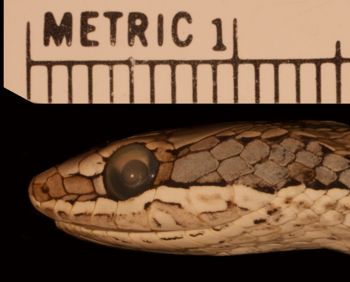 Media type: image;   Herpetology R-29432